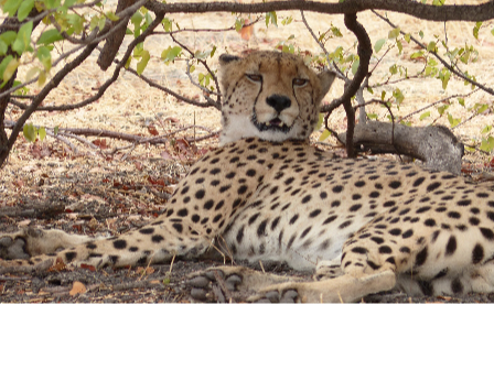 Ride Zimbabwe Hwange Safari 